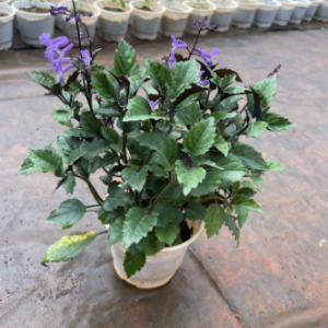 Chậu cây giống hoa Mona Lavender cho hoa tím đẹp quanh năm