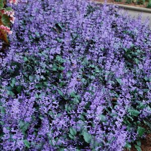 Chậu cây giống hoa Mona Lavender cho hoa tím đẹp quanh năm