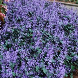 Chậu cây giống hoa Mona Lavender cho hoa tím đẹp quanh năm