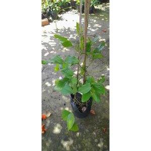 Cây giống hoa Móng cọp cam