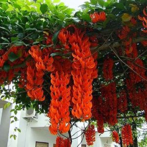 Cây giống hoa Móng cọp cam