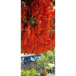 Cây giống hoa Móng cọp cam