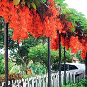 Cây giống hoa Móng cọp cam