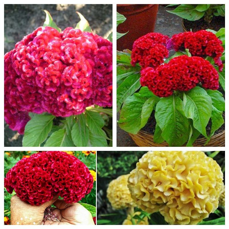 Gói 30 hạt giống mồng gà búa nhiều màu