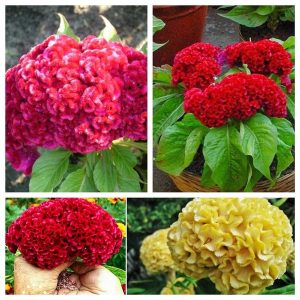 Gói 30 hạt giống mồng gà búa nhiều màu