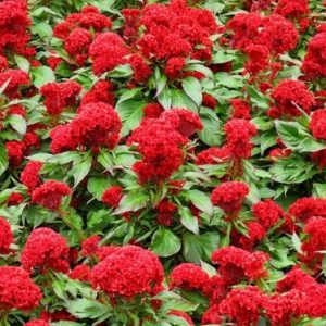 Gói 30 hạt giống mồng gà búa nhiều màu