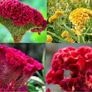 Gói 30 hạt giống mồng gà búa nhiều màu