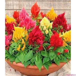 Gói 20 hạt giống hoa Mồng [Mào] Gà đuôi phụng