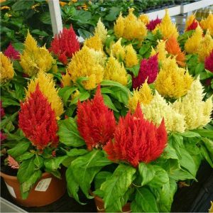 Gói 20 hạt giống hoa Mồng [Mào] Gà đuôi phụng