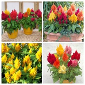 Gói 20 hạt giống hoa Mồng [Mào] Gà đuôi phụng