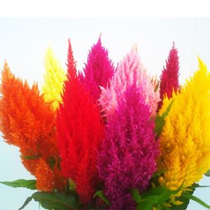 Gói 20 hạt giống hoa Mồng [Mào] Gà đuôi phụng