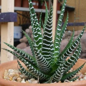 Cây sen đá móng rồng chậu treo - cây phong thủy mang lại may mắn cho gia chủ