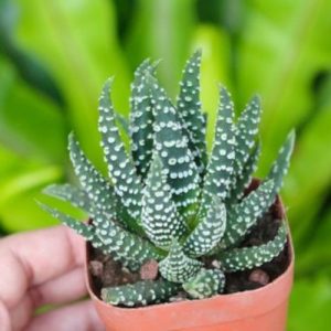 Cây sen đá móng rồng chậu treo - cây phong thủy mang lại may mắn cho gia chủ