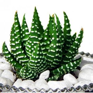 Cây sen đá móng rồng chậu treo - cây phong thủy mang lại may mắn cho gia chủ