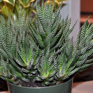 Cây sen đá móng rồng chậu treo - cây phong thủy mang lại may mắn cho gia chủ