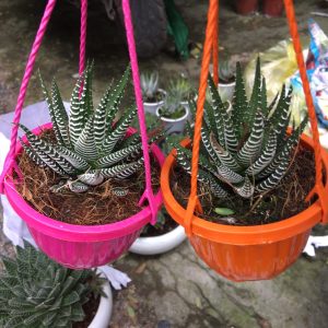 Cây sen đá móng rồng chậu treo - cây phong thủy mang lại may mắn cho gia chủ