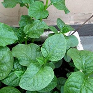 Gói 20gr Hạt giống mồng tơi cao sản - Nanuseeds