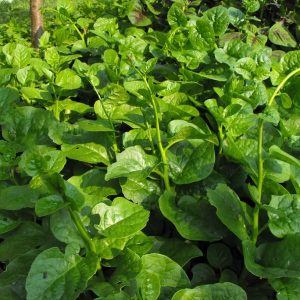 Gói 1kg hạt giống Mồng Tơi Cao Sản