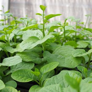 Gói 1kg hạt giống Mồng Tơi Cao Sản