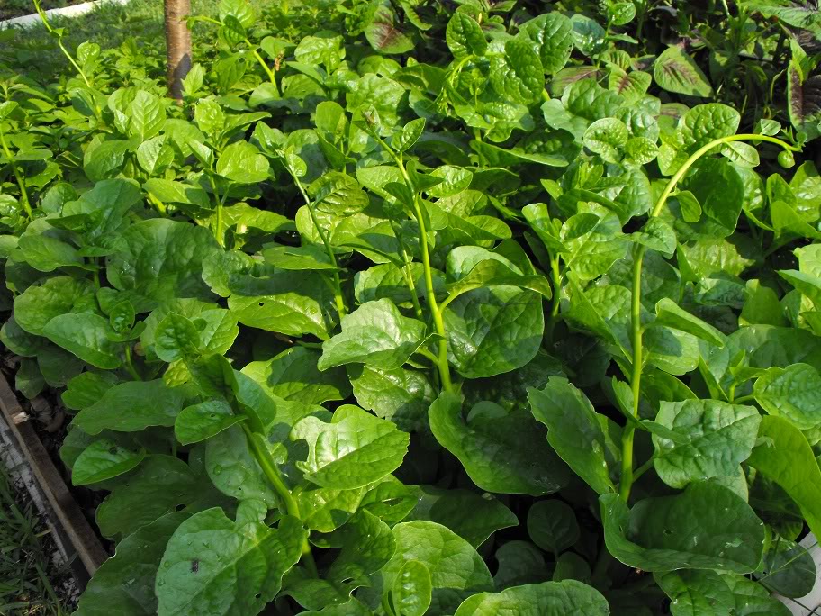 Gói 1kg hạt giống Mồng Tơi Cao Sản