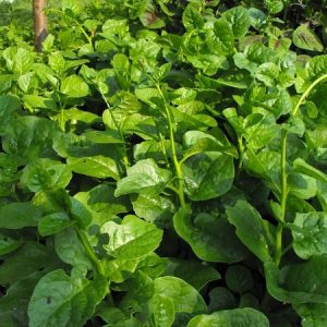 Gói 1kg hạt giống Mồng Tơi Cao Sản