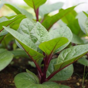 Gói 20gr Hạt giống mồng tơi cao sản - Nanuseeds