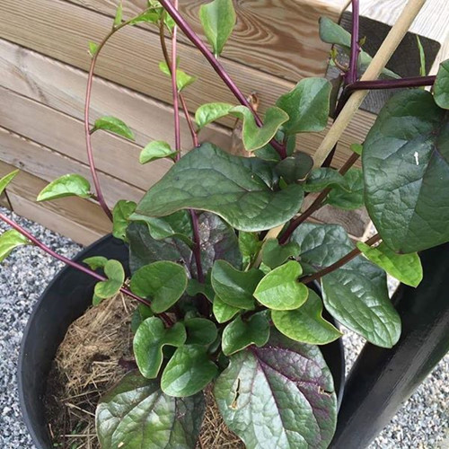 Gói 20g hạt giống mồng tơi tím