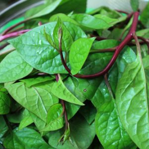 Gói 20g hạt giống mồng tơi tím