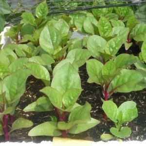 Gói 20g hạt giống mồng tơi tím