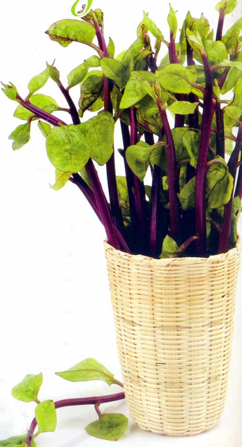 mong-toi-tim-6 Gói 20g hạt giống mồng tơi tím