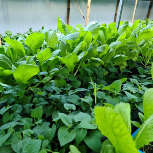 Chai 200gr phân mono Kali chuyên dùng rau màu-hoa -cây cảnh