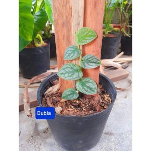 Cây giống Monstera dubia