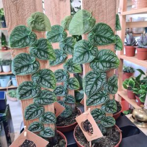 Cây giống Monstera dubia