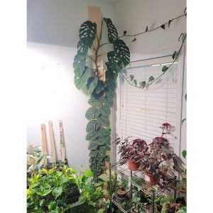 Cây giống Monstera dubia