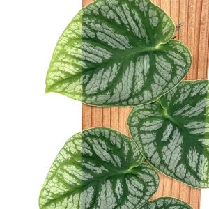 Cây giống Monstera dubia