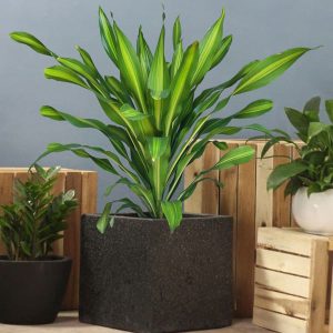 Cây giống Phát tài Đài Loan - CayGiongTot