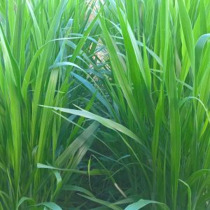 Gói 1KG hạt giống Cỏ Sả Mulato 2