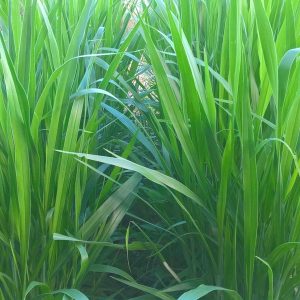 Gói 1KG hạt giống Cỏ Sả Mulato 2