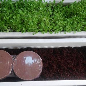 1 viên Giá Thể Mùn Dừa Nén Viên