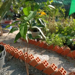 Cây giống muồng hoàng yến, cây Osaka vàng trồng bóng mát cho hoa màu vàng đẹp