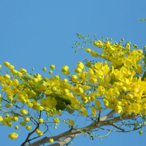 Cây giống muồng hoàng yến, cây Osaka vàng trồng bóng mát cho hoa màu vàng đẹp