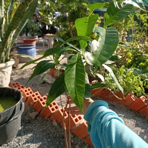 Cây giống muồng hoàng yến, cây Osaka vàng trồng bóng mát cho hoa màu vàng đẹp