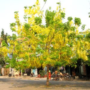 Cây giống muồng hoàng yến, cây Osaka vàng trồng bóng mát cho hoa màu vàng đẹp