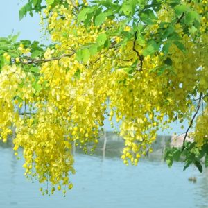 Cây giống muồng hoàng yến, cây Osaka vàng trồng bóng mát cho hoa màu vàng đẹp