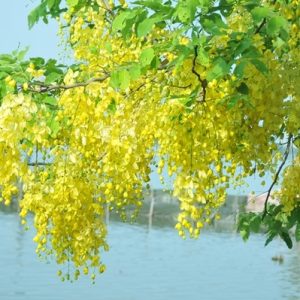 Cây giống muồng hoàng yến, cây Osaka vàng trồng bóng mát cho hoa màu vàng đẹp