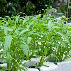 Gói 1kg hạt giống rau muống lá tre Việt Nam