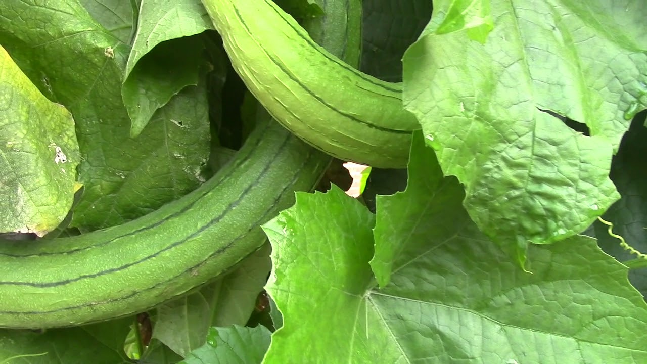 Gói 20 hạt giống Mướp Hương