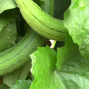 Gói 20 hạt giống Mướp Hương