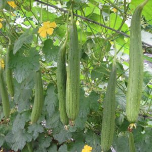 Gói 20 hạt giống Mướp Hương