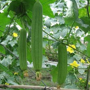 Gói 20 hạt giống Mướp Hương